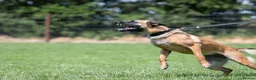 Belgian Shepherd Dog dogs for sale: KC registered Malinios bitch  - Advert 7