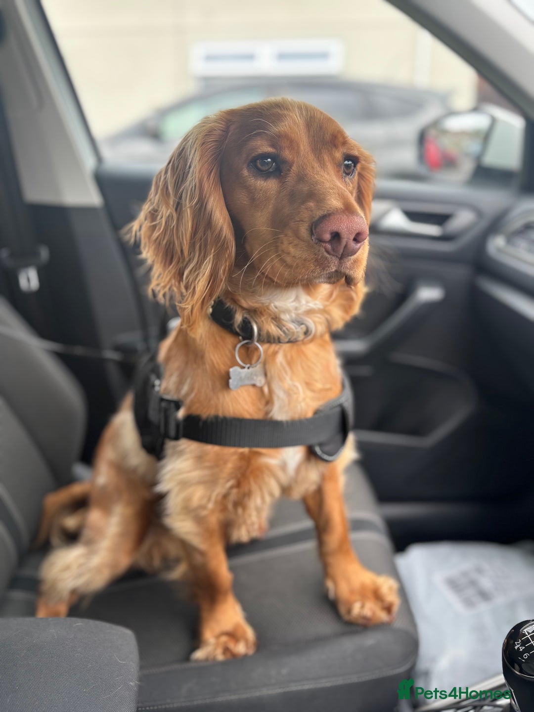 Cocker Spaniel dogs for sale: Cocker spaniel Male 1 year old  - Advert 16