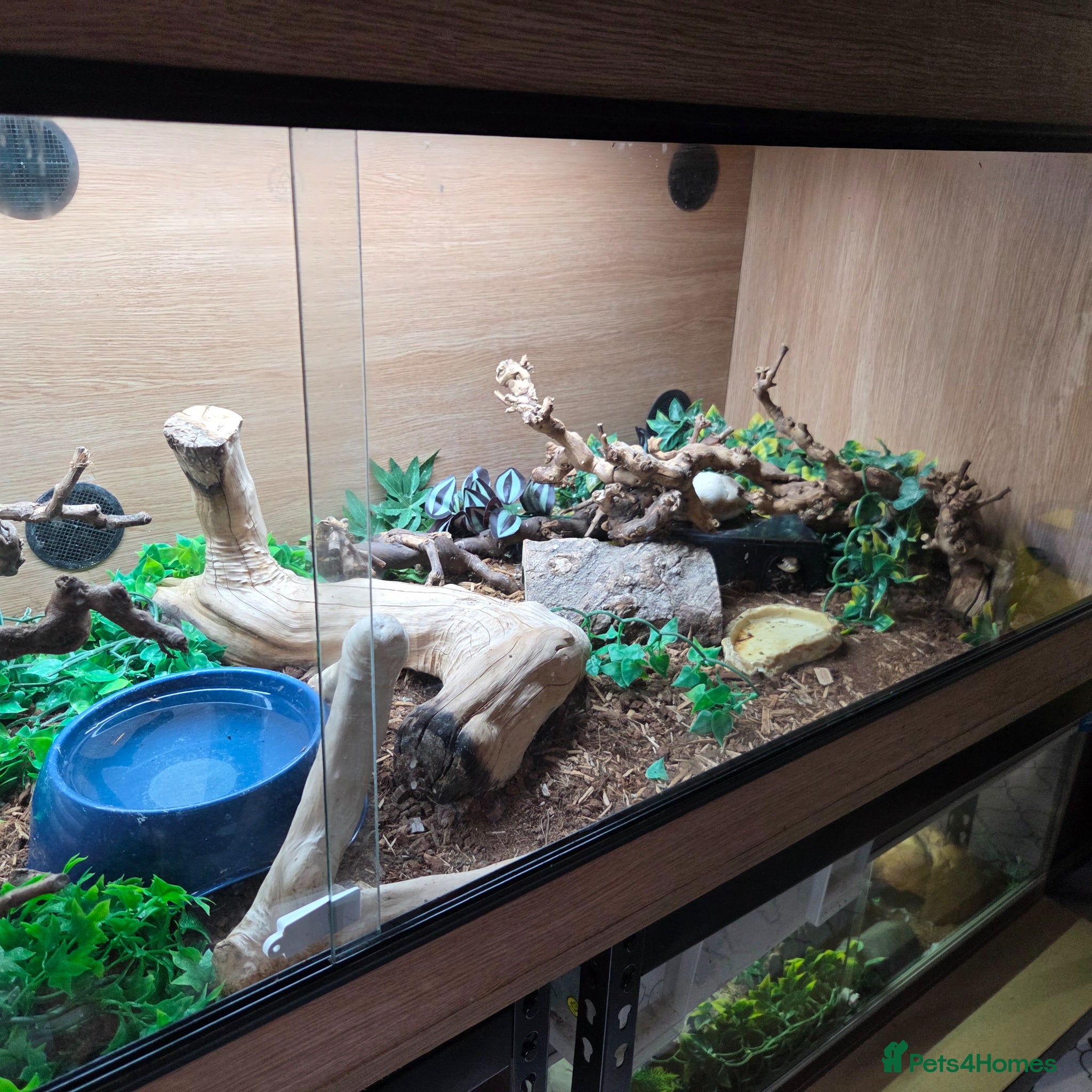 Snake reptiles for sale: False Water Cobra in Telford - Advert 3
