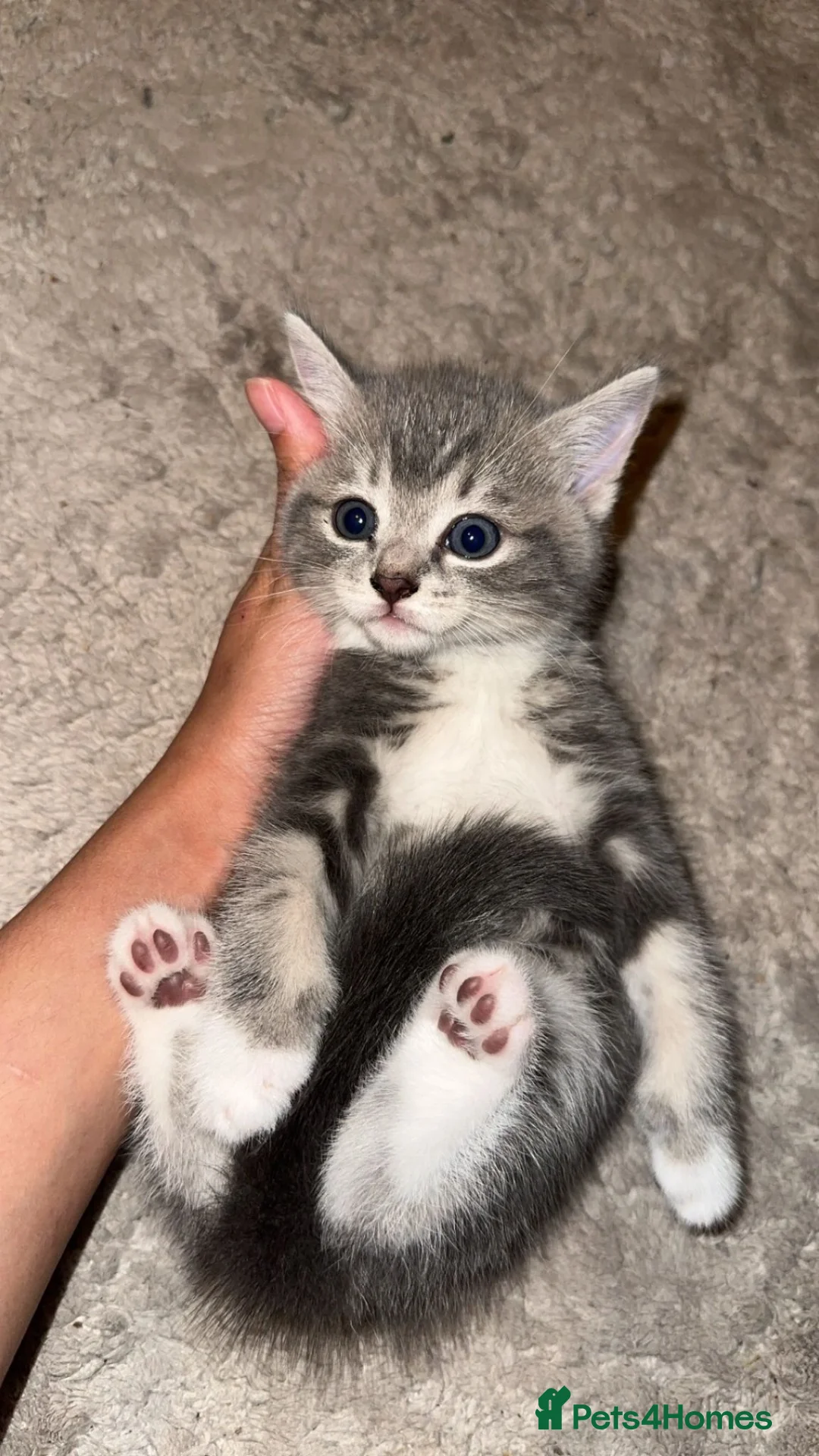 Mixed Breed cats for sale: British shorthair x Bengal in Stoke-on-Trent - Advert 1