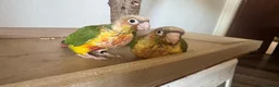 Conures birds for sale: Pineapple Green-Cheek Conure  in Belfast - Advert 2