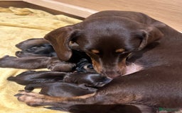 Dachshund dogs for sale: Dachshund puppies  - Image 21