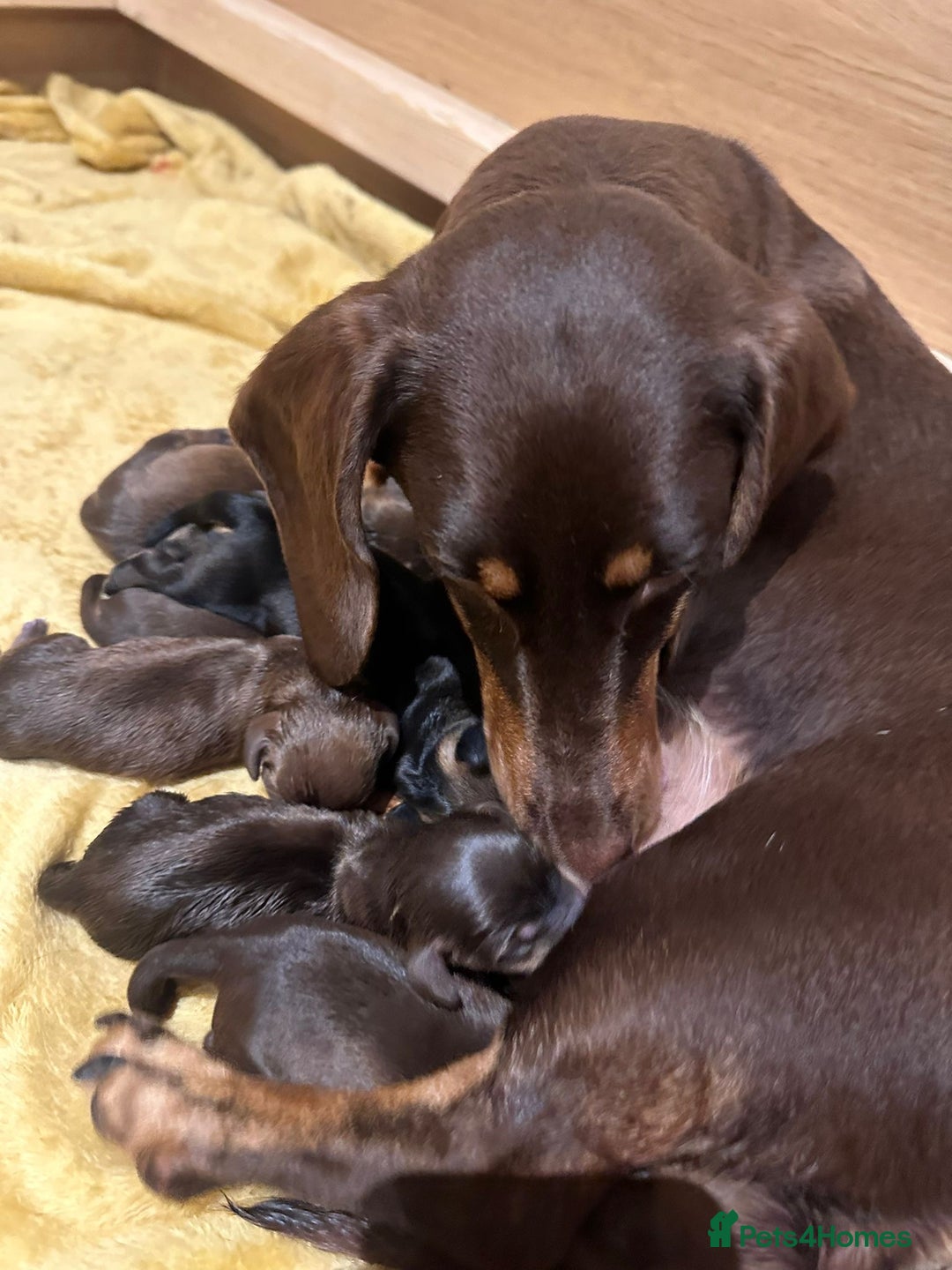 Dachshund dogs for sale: Dachshund puppies  - Image 21