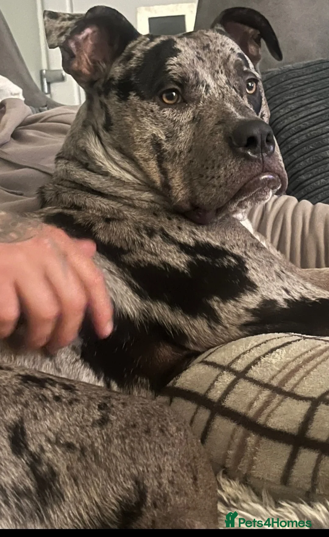 American Bulldog dogs for stud: Sully - Advert 2