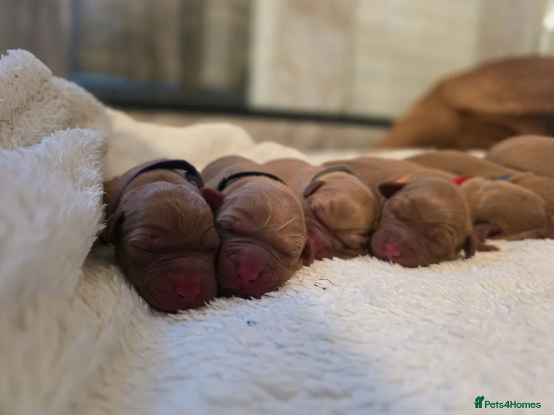 Labrador Retriever dogs for sale: ***ALL RESEVERED **KC Registered Fox red labrador  - Advert 1