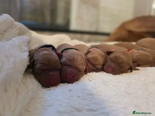 Labrador Retriever dogs KC Registered Dark Fox red puppies - Advert 4
