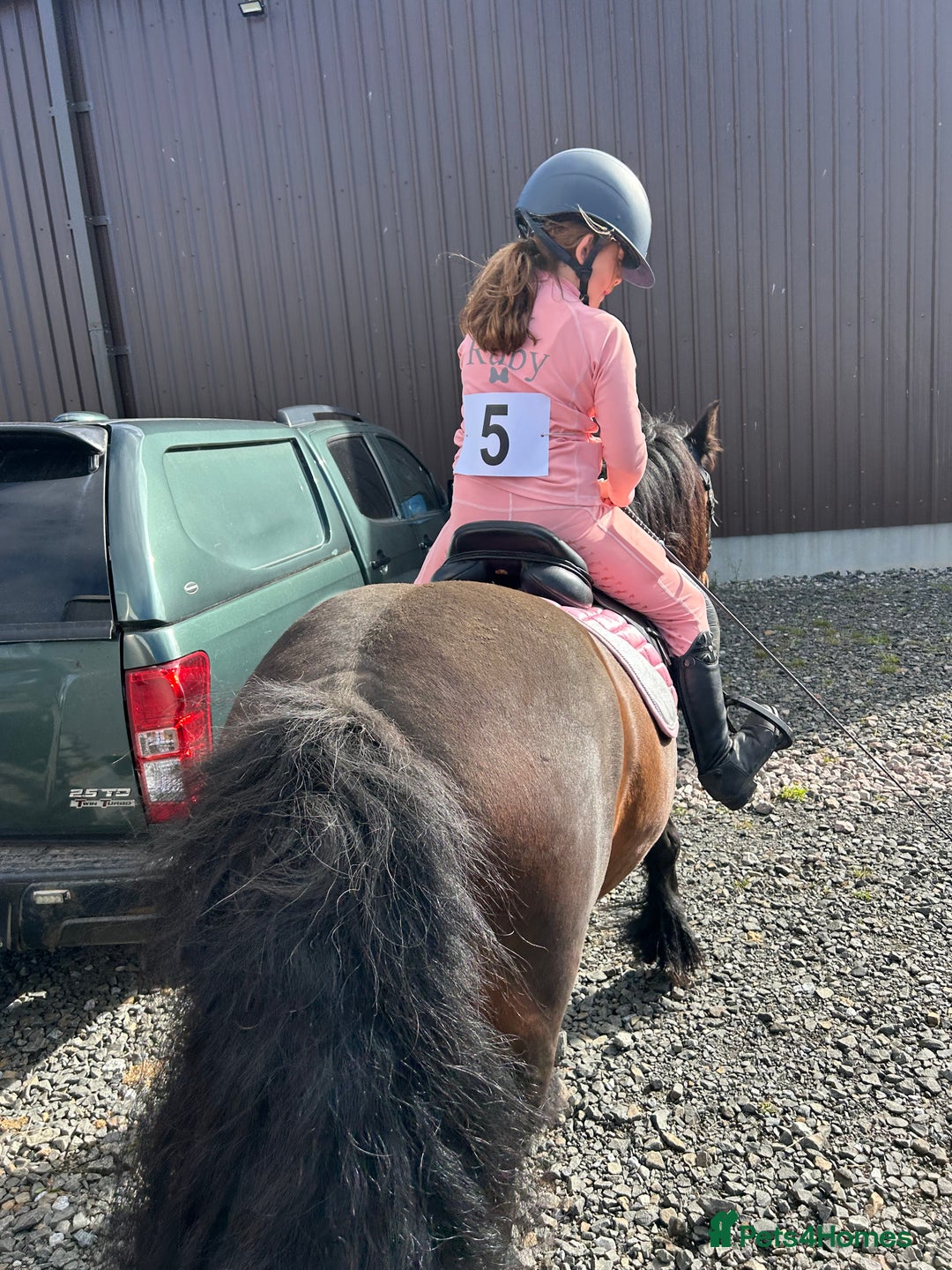 Fell horses for sale: Basil 13.2 registered fell gelding  - Image 12
