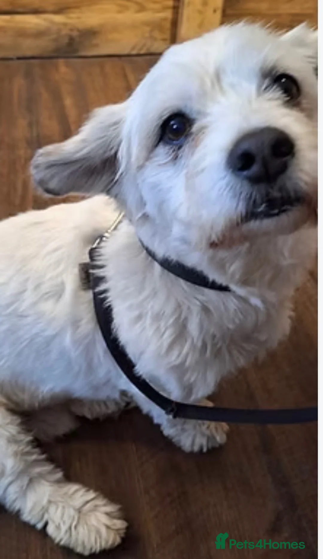 Maltipoo dogs for sale: Maltipoo boy 3 years old  - Advert 1