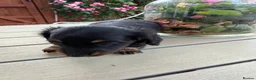 Miniature Dachshund dogs for sale:  Adorable Miniature Dachshund Puppies - Advert 25