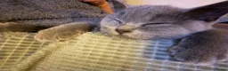 British Shorthair cats for stud: For stud  - Advert 3