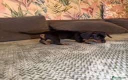 Miniature Dachshund dogs for sale: 2 male 1 female Miniature Dachshund  - Advert 6