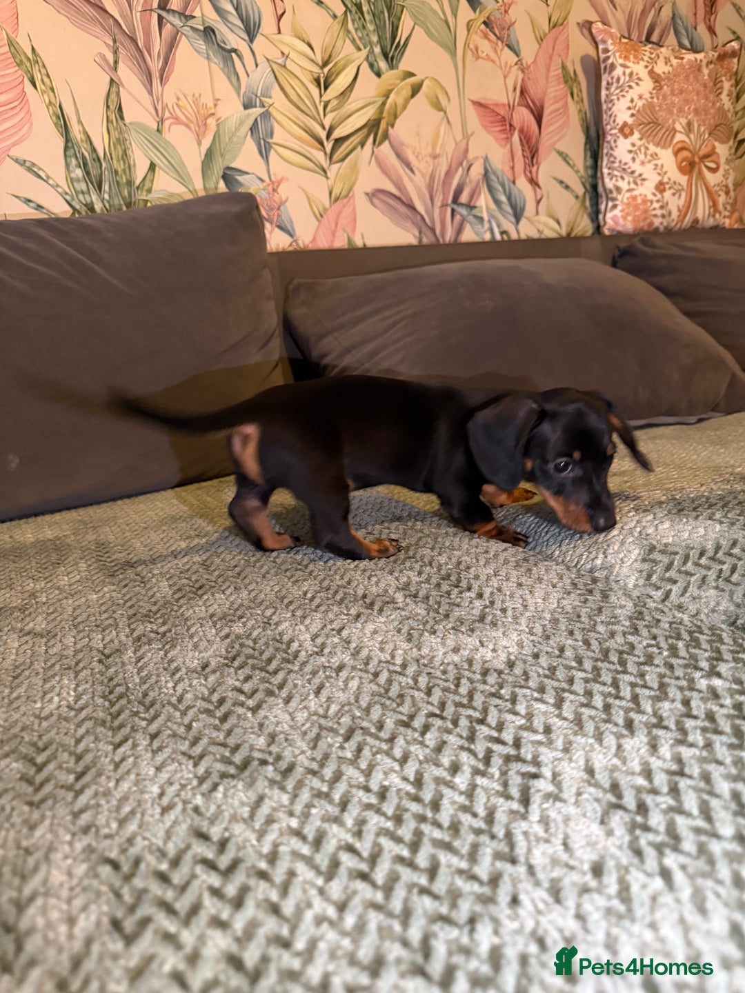 Miniature Dachshund dogs for sale: 2 male 1 female Miniature Dachshund  - Advert 6