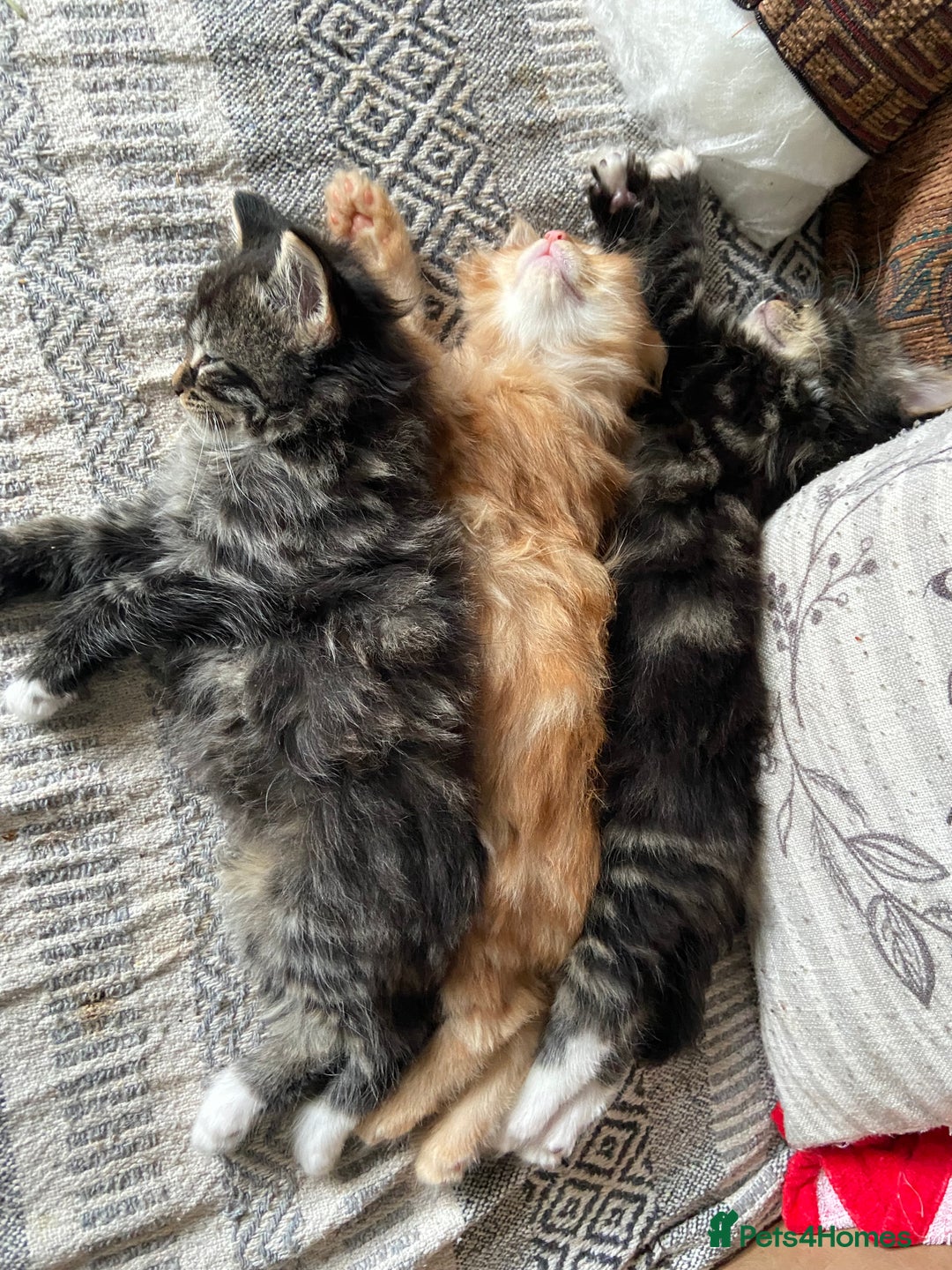Maine Coon cats for sale:  3 Beautiful Maine coon mix kittens left for sale  - Advert 11