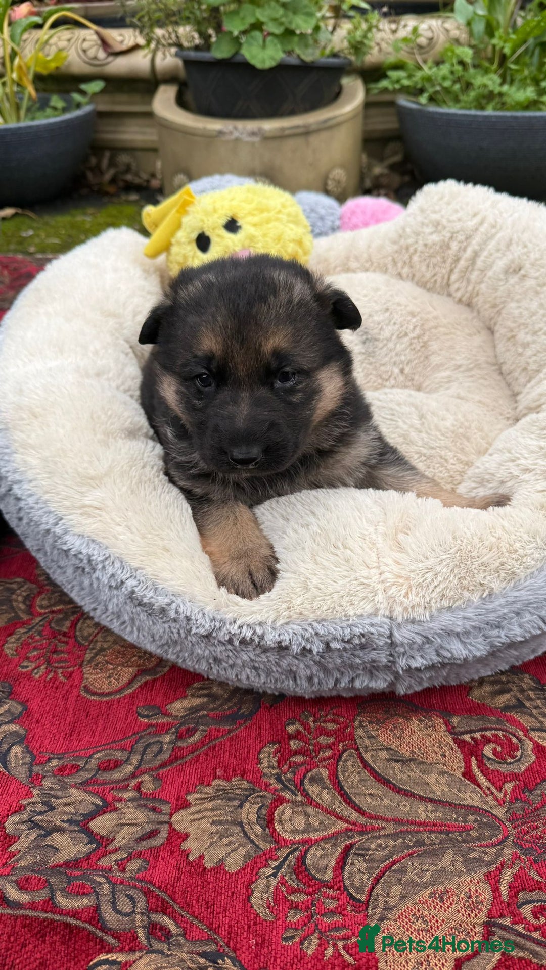 German Shepherd dogs for sale: German Shepherd puppy for sale - Image 9