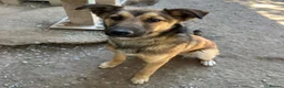 Mixed Breed dogs for adoption: Ted (German Shepherd mix) in Chesterfield - Advert 3