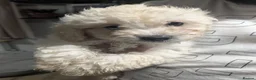 Shihpoo dogs for sale: Adorable Shihpoo Puppies for Loving Forever Homes  in Leicester - Advert 15