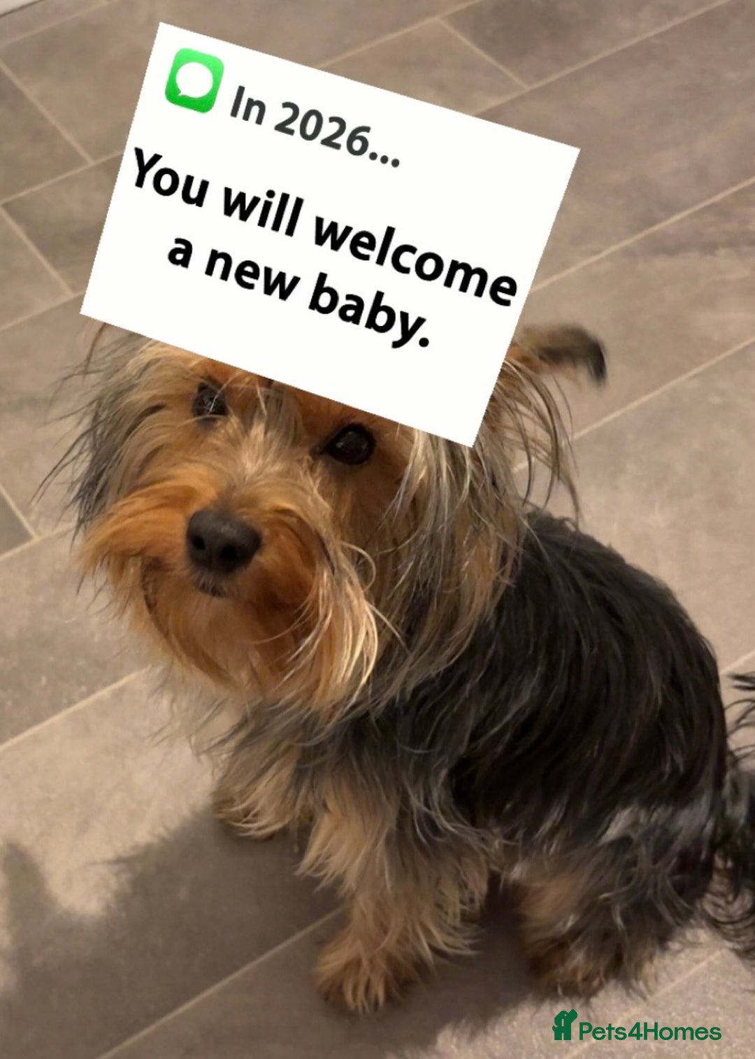 Yorkshire Terrier dogs for stud: For STUD - Advert 14