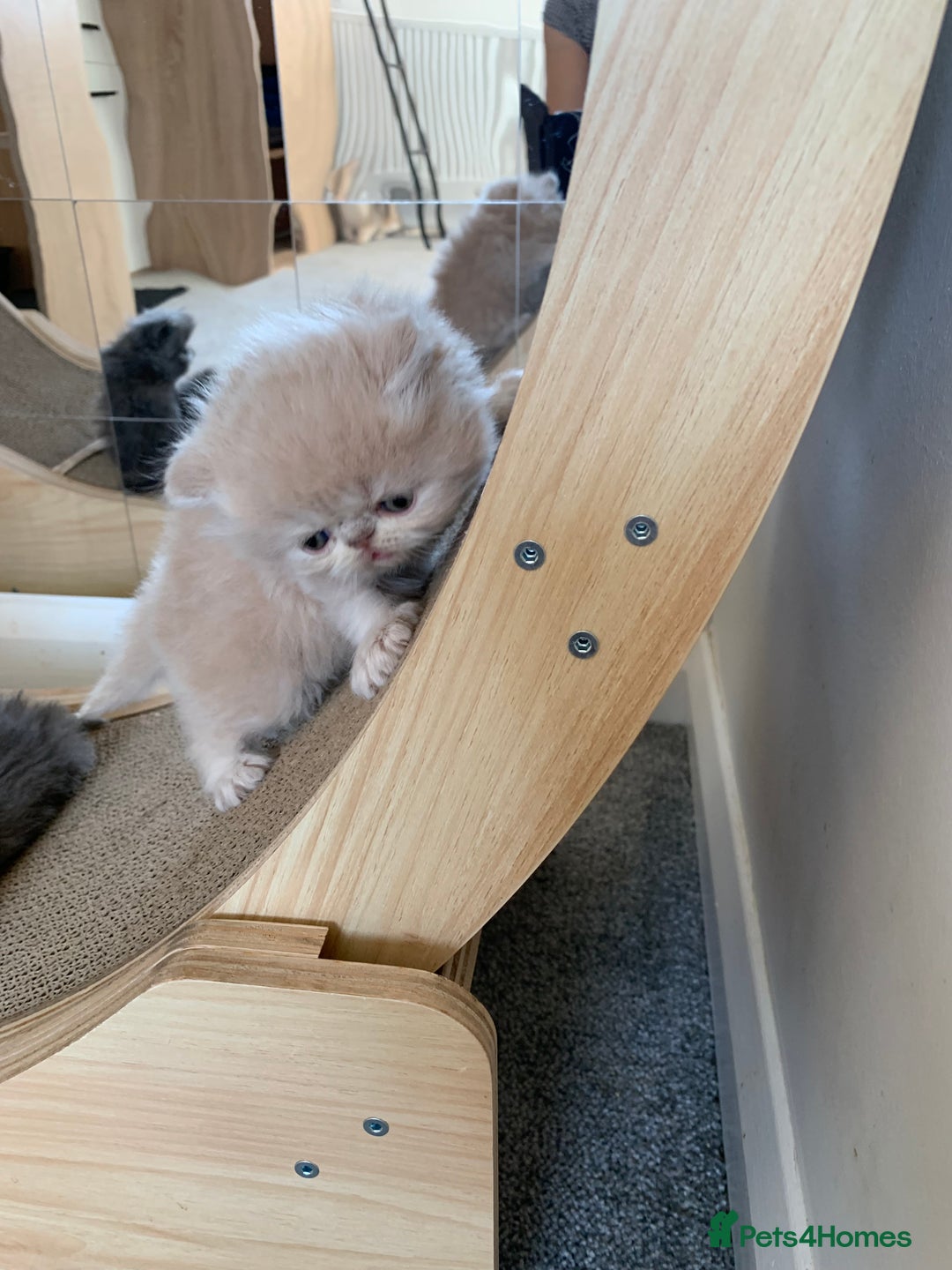 Persian cats for sale: *5 Generations Pedigree Persian Kittens - Image 7