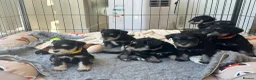 Miniature Schnauzer dogs for sale: 🐾 Miniature Schnauzer Puppies - Advert 16