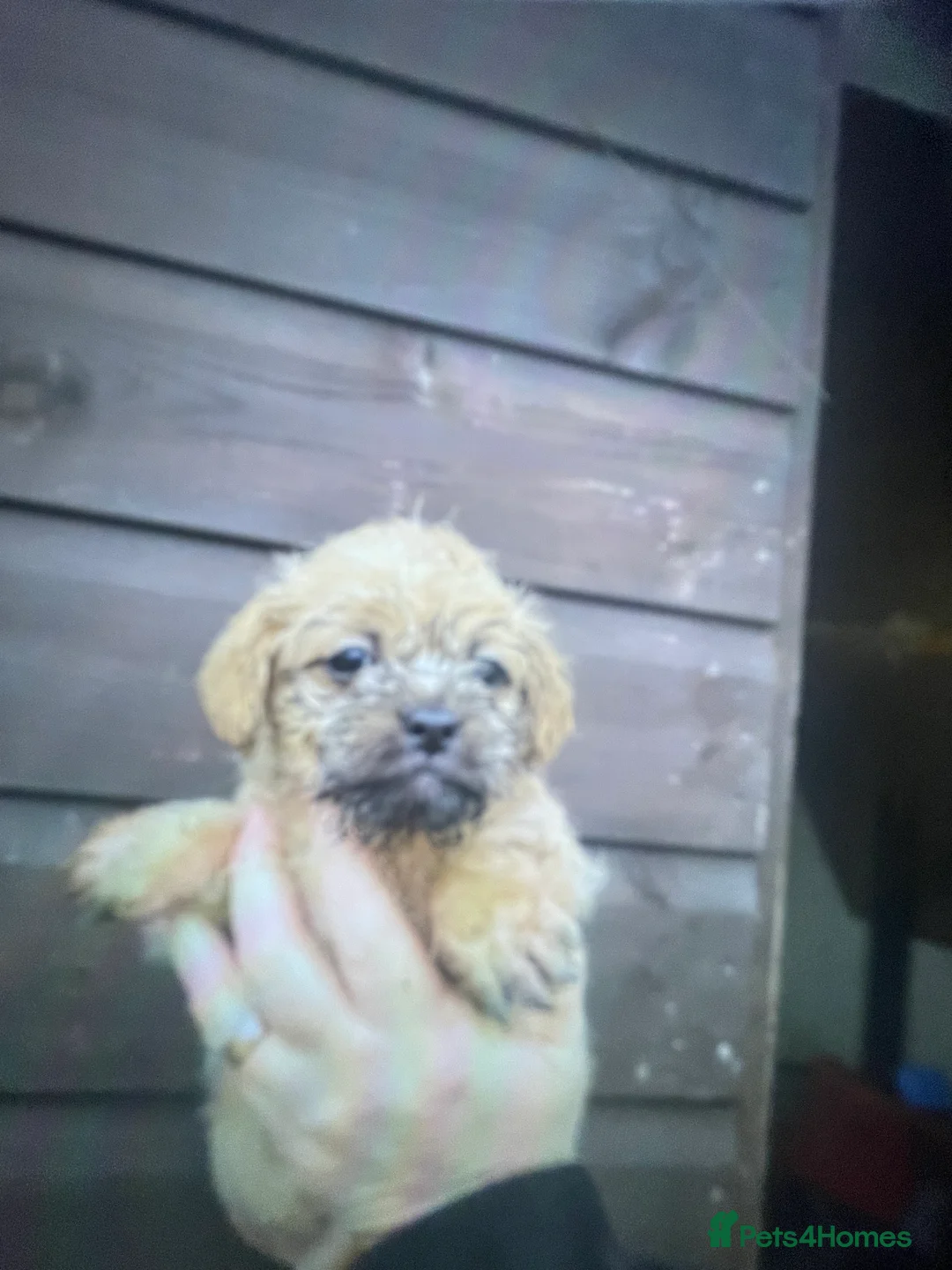 Mixed Breed dogs for sale: Norfolk terrier Cross by French bull bulldog cross - Advert 4