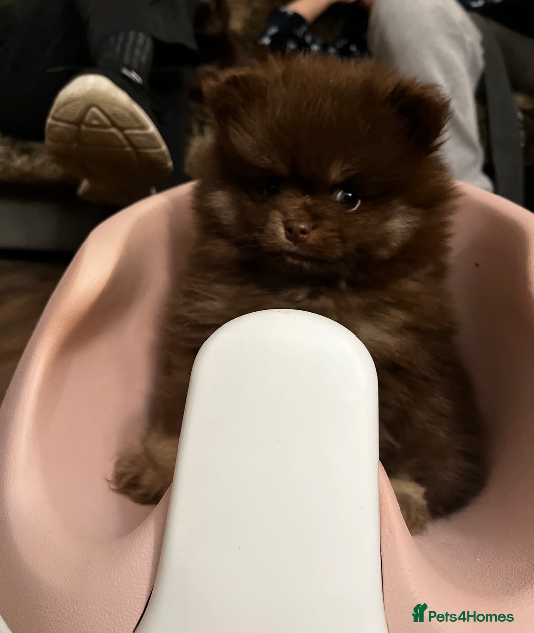 Pomeranian dogs for sale: READY NOW Super fluffy adorable Pomeranians  - Advert 3