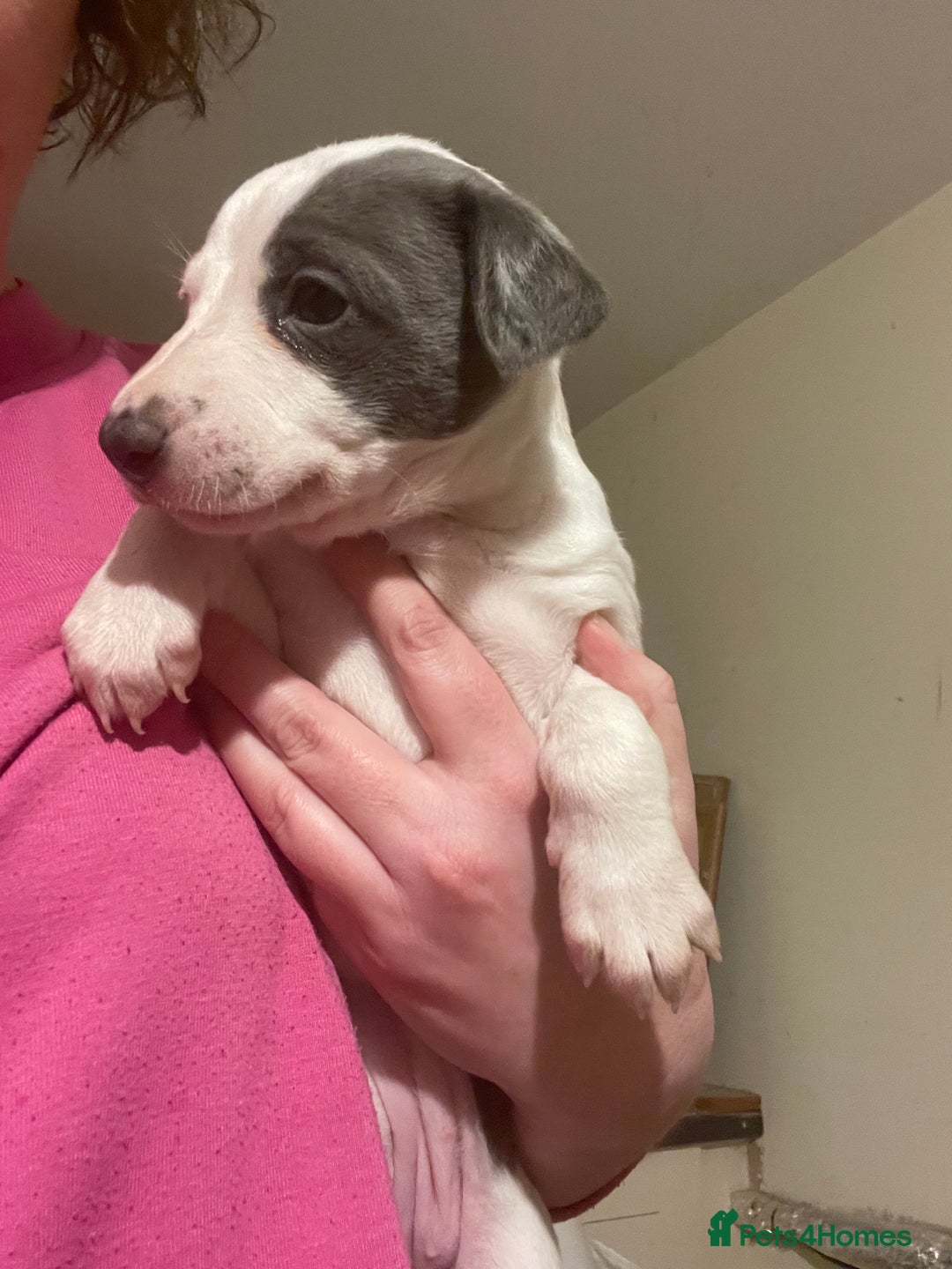 Whippet dogs for sale: Top quality whippet girl pups  - Advert 7