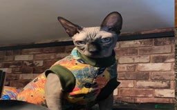 Sphynx cats for sale: ** For Adoption ** Sphynx Cats  - Image 3