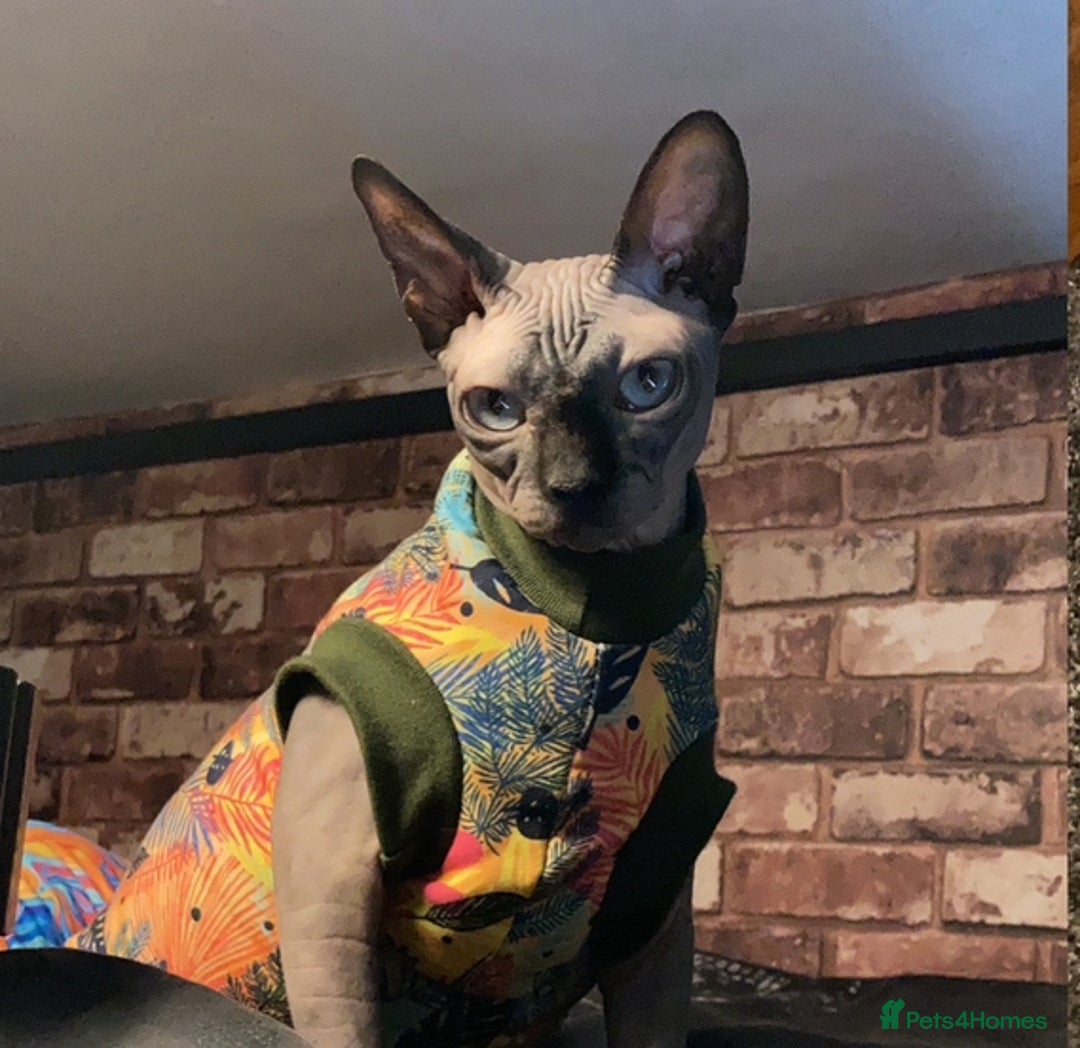 Sphynx cats for sale: ** For Adoption ** Sphynx Cats  - Image 3