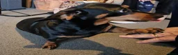 Dachshund dogs for sale: KC Registered female Dachshund  - Advert 2