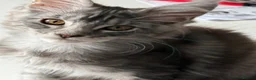 Maine Coon cats for sale: ACTIVE GCCF MAINE COON KITTENS 🐾❤️ - Advert 23