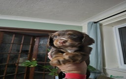 Cocker Spaniel dogs for sale: Spaniel puppies - Image 5