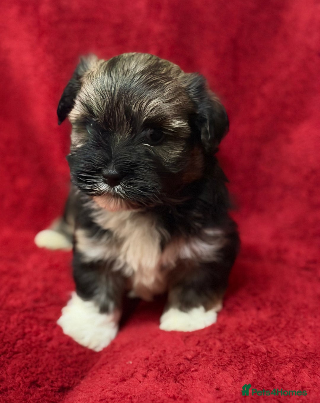 Havanese dogs for sale: Beautiful Havanese Puppies  - Image 25