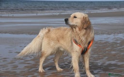 Golden Retriever dogs for stud: 5th Generation KC Registered TOO GOOD TO MISS STUD - Image 2