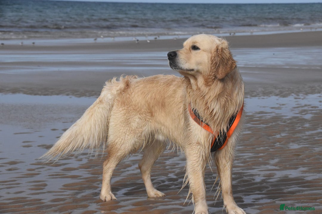 Golden Retriever dogs for stud: 5th Generation KC Registered TOO GOOD TO MISS STUD - Image 2