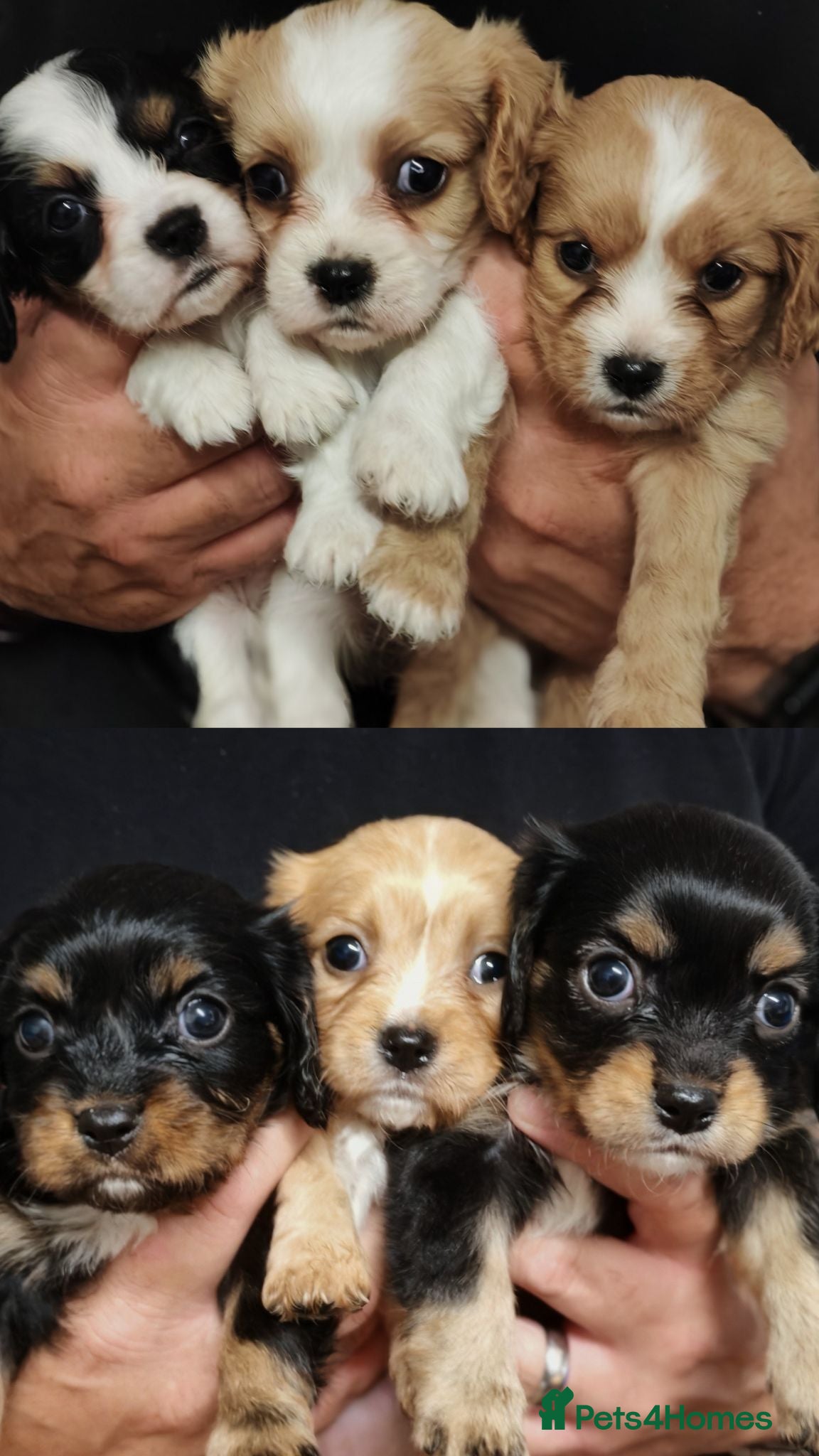Mixed Breed dogs Beautiful Cavalier Mix Breed pups - Advert 1