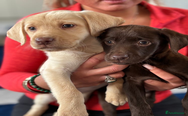 Labrador Retriever dogs - Advert 7