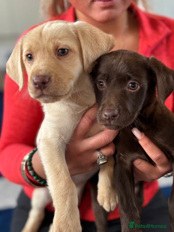 Labrador Retriever dogs - Advert 3