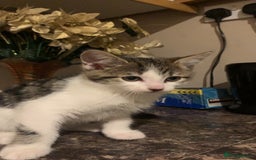 Mixed Breed cats for sale: Kittens for sale - Image 5