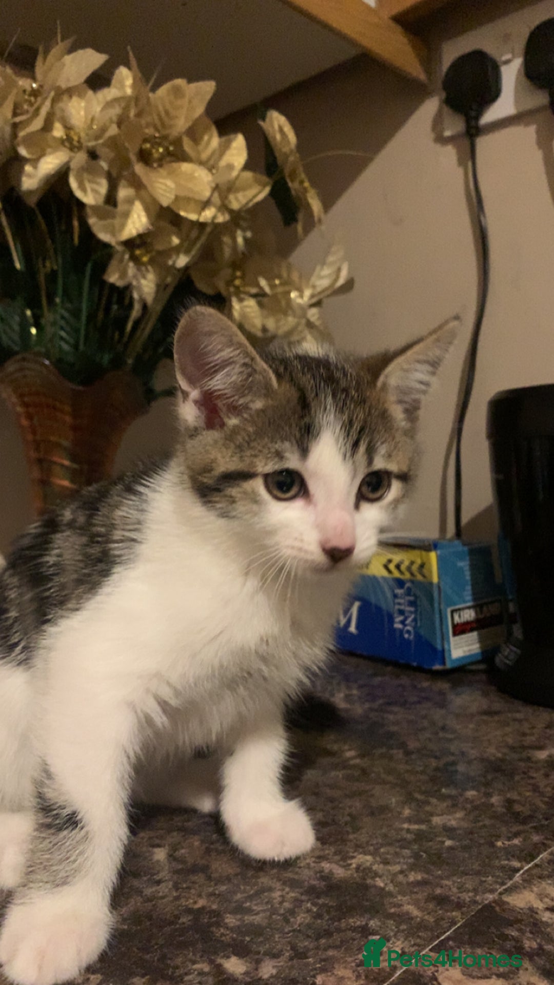 Mixed Breed cats for sale: Kittens for sale - Image 5