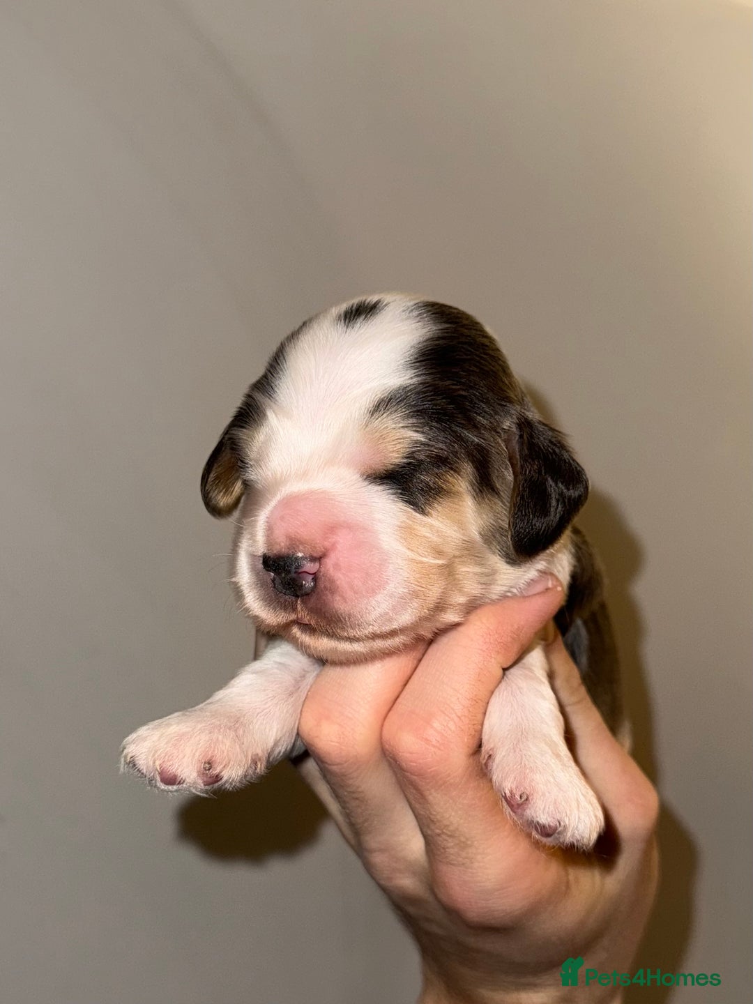 Cocker Spaniel dogs for sale: True to type Show Cocker Spaniels - KC reg parents - Advert 4