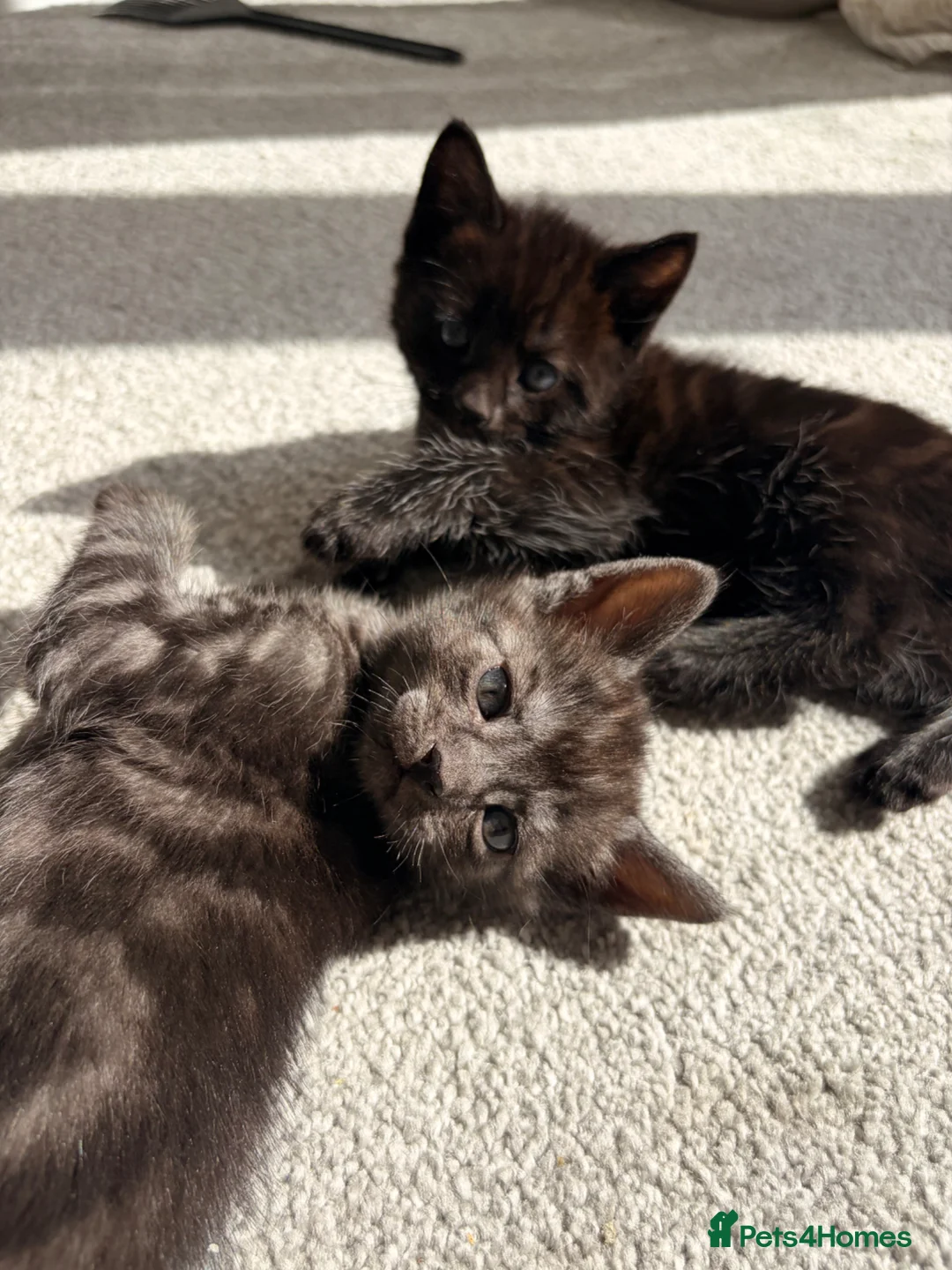 British Shorthair cats for sale: Cute kittens looking for loving homes - Advert 1