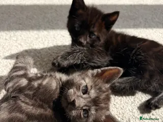 British Shorthair cats Cute kittens looking for loving homes - Advert 2