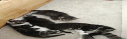 Mixed Breed cats for sale: Beautiful tabby and white kittens - Advert 7