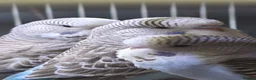 Budgerigars birds for sale: Baby budgies for sale  - Advert 2