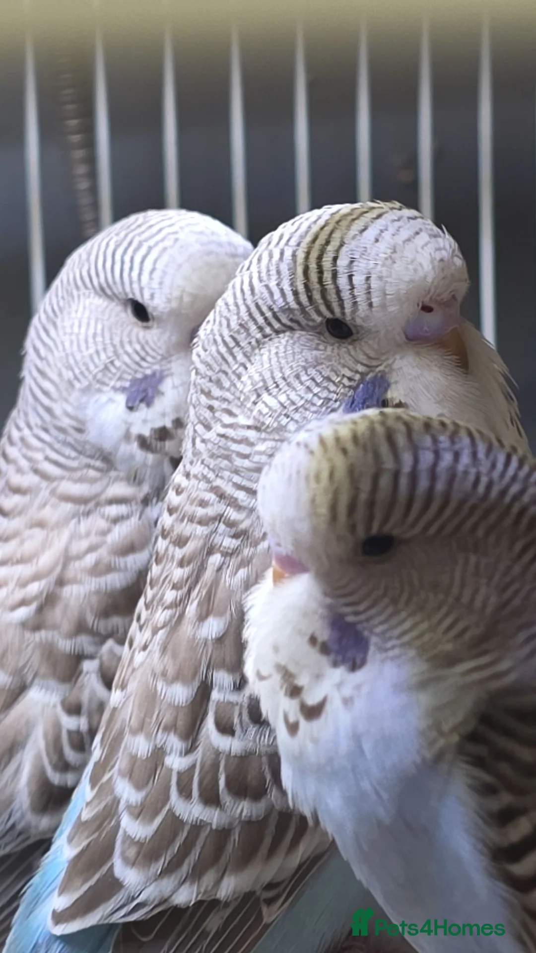 Budgerigars birds for sale: Baby budgies for sale  - Advert 2