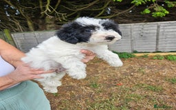 Jackapoo dogs for sale: Jackapoo puppies x7 - Image 11