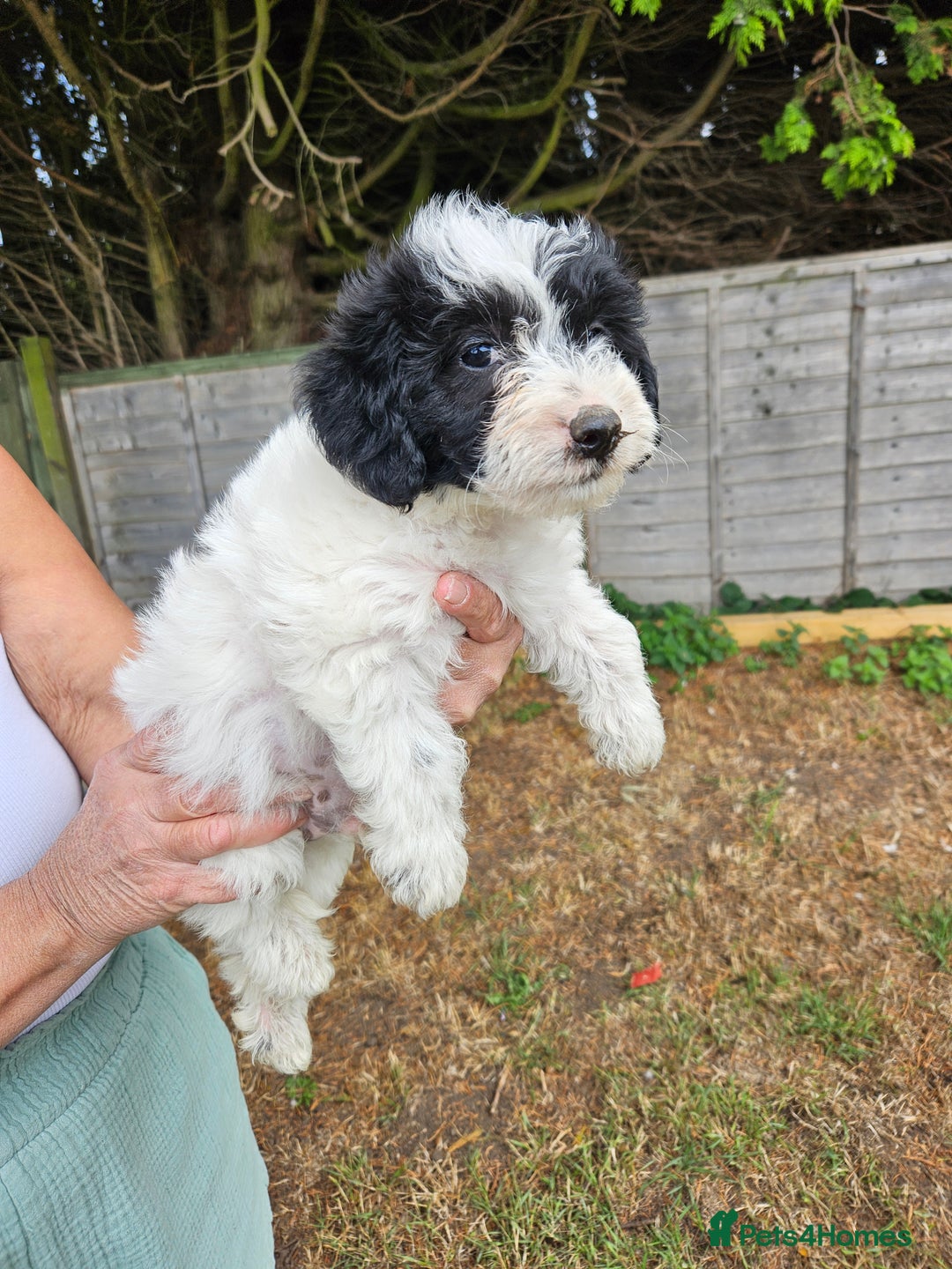 Jackapoo dogs for sale: Jackapoo puppies x7 - Image 11