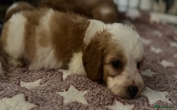 Cavapoo dogs for sale: Beautiful health tested cavapoos  - Image 7