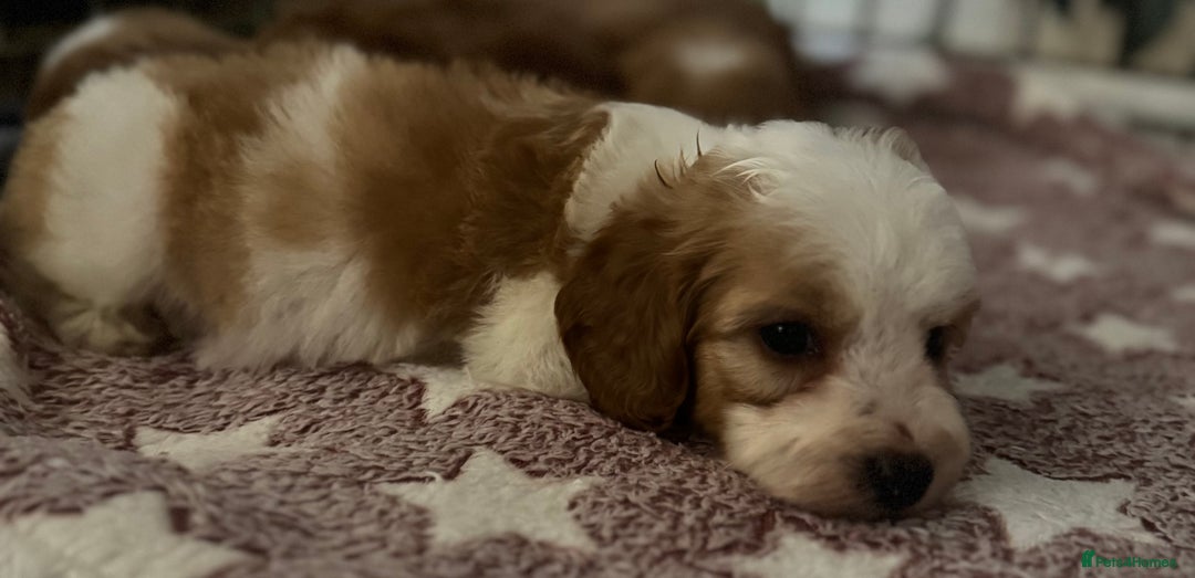 Cavapoo dogs for sale: Beautiful health tested cavapoos  - Image 7