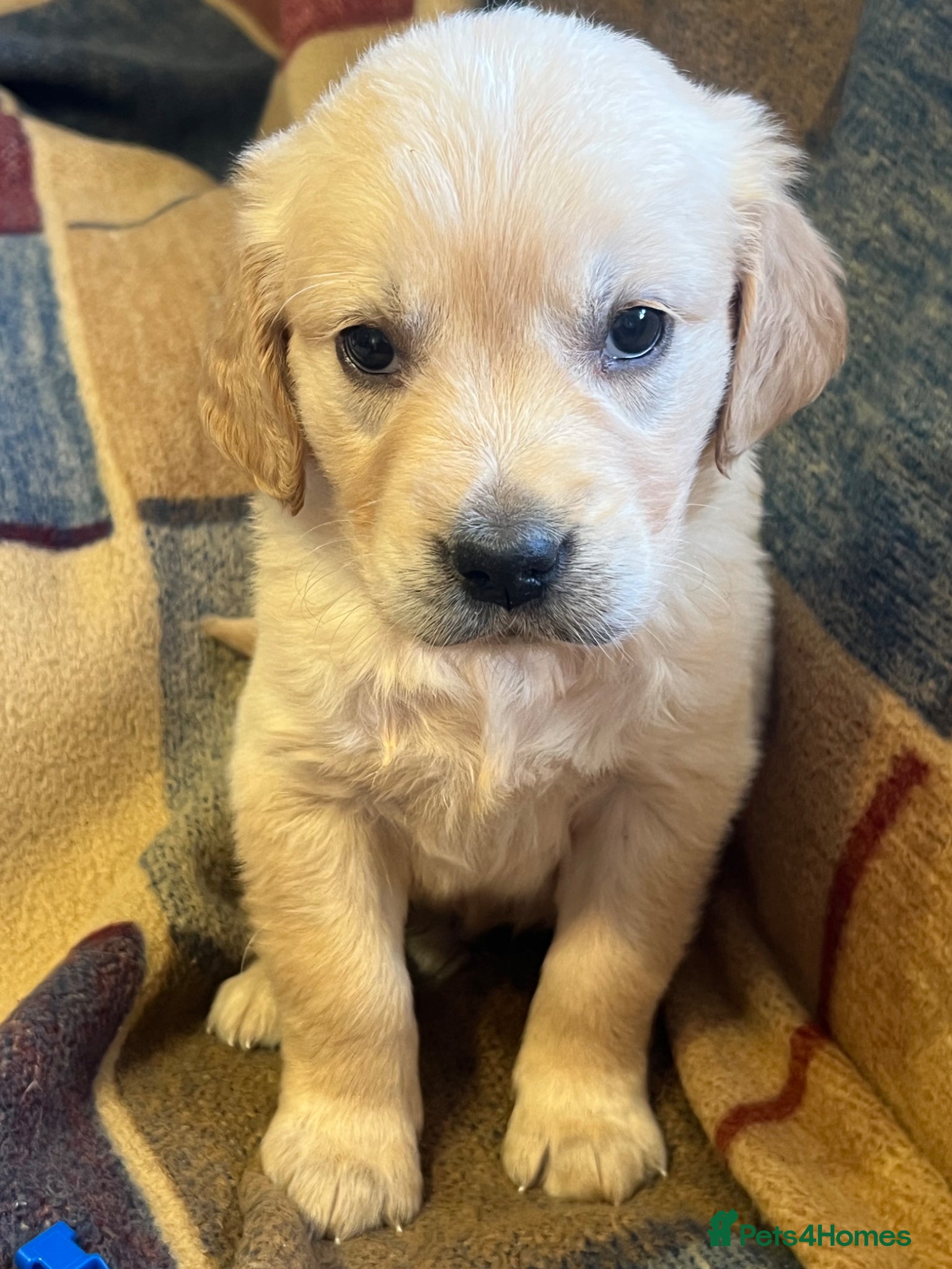Golden Retriever dogs Golden Retriever pups - Advert 1